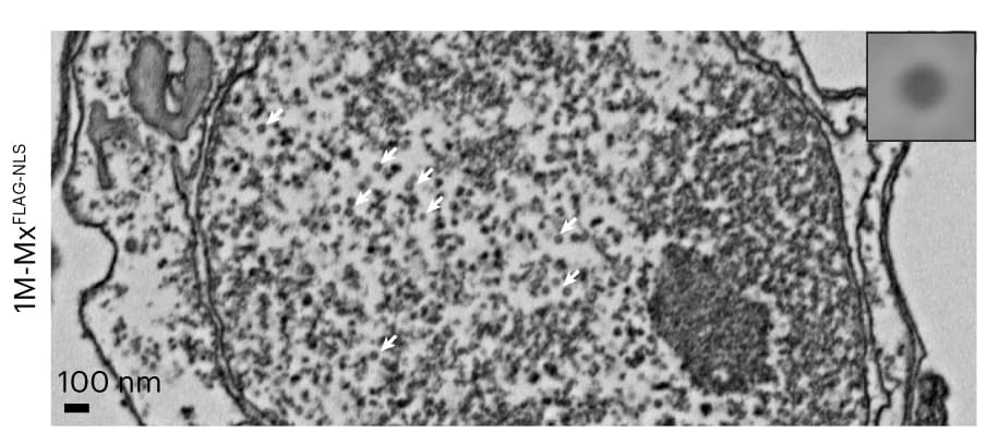 Open access visualization of Microscopy, TEM, Drosophila, Neuronal Expression, EMcapsulin Particles