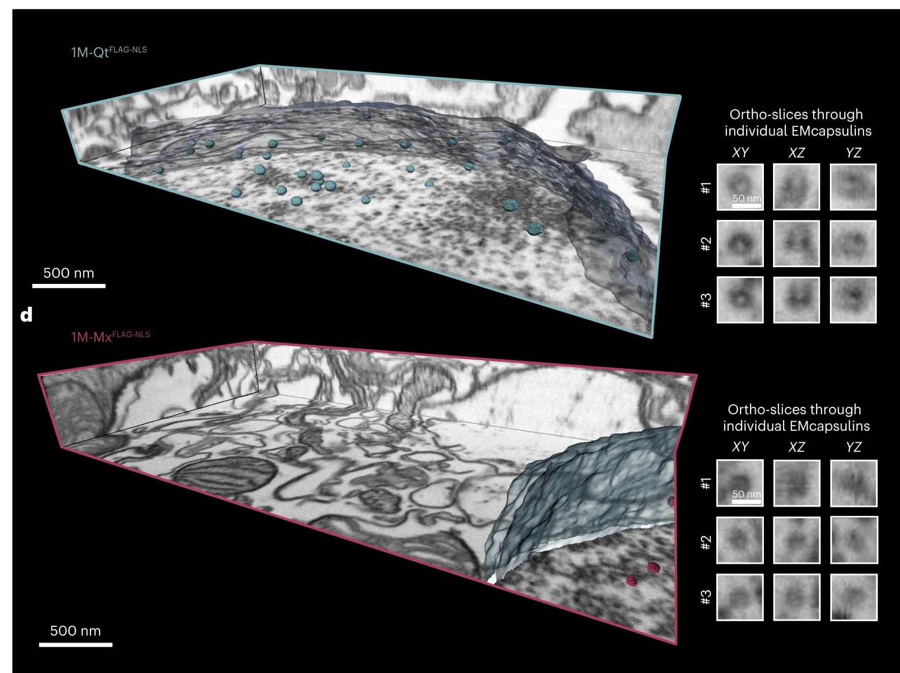 Open access visualization of Microscopy, FIB-SEM, Drosophila, Brain, EMcapsulins