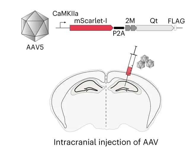 Open access visualization of Illustration, Workflow, Genetic Construct, AAV Transduction, Hippocampus