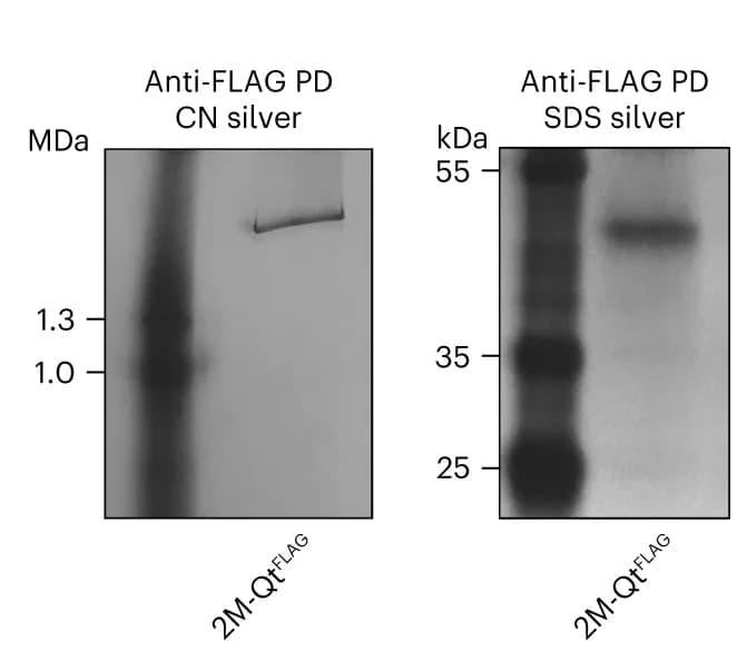 Open access visualization of Gel, Native Gel, SDS Gel, Silver Staining, Hippocampus