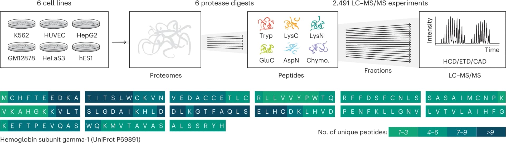 Open access visualization of Workflow, Line Plot, Illustration, Human Cell Lines, Proteomes