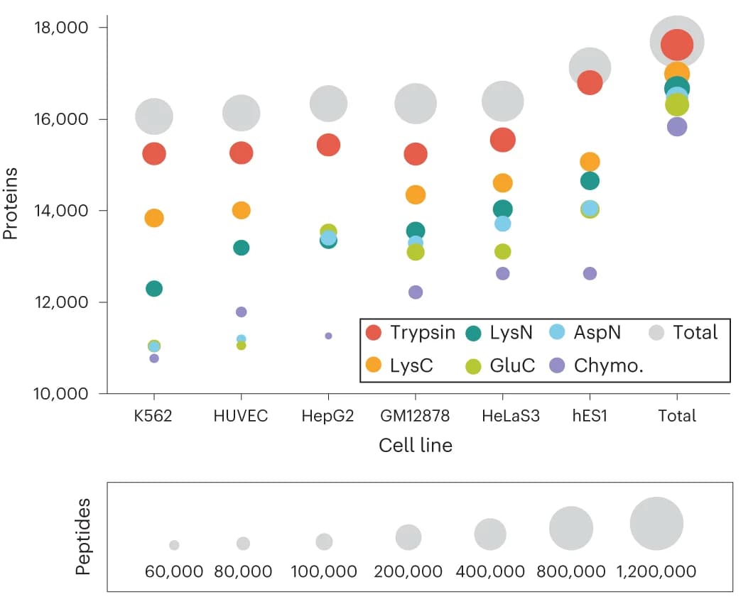 Open access visualization of Bubble Plot, Proteins, Cell Lines, Peptides, Protease Digests