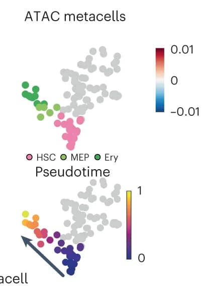 Open access visualization of Scatter Plot, UMAP, Metacells, Erythroid Lineage, Pseudotime