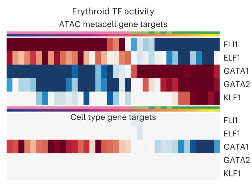 Open access visualization of Heatmap, TF Activity, Metacells, Erythroid Lineage, SEACells