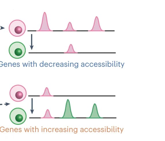 Open access visualization of Line Plot, Density Plot, Peak dynamics, Gene accessibility, Open peaks