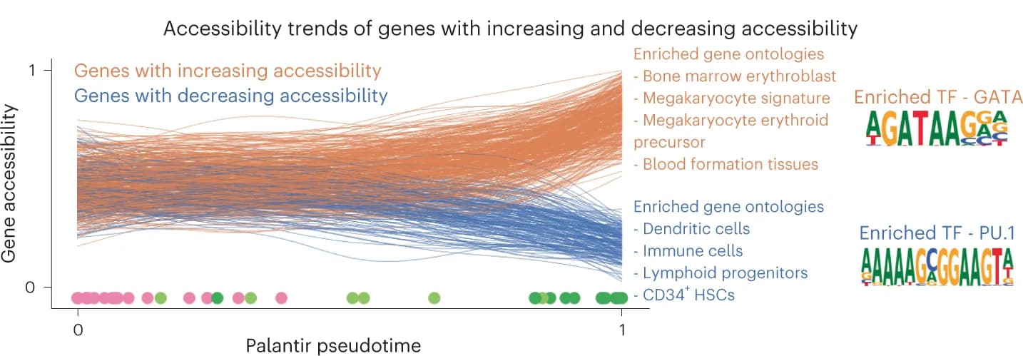 Open access visualization of Line Plot, Scatter Plot, Accessibility dynamics, Open peaks, Differentiation
