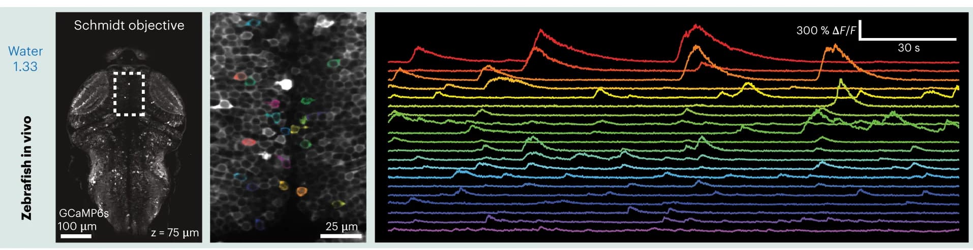 Open access visualization of Line Plot, Microscopy, Photo, Zebrafish Larva, In Vivo Imaging