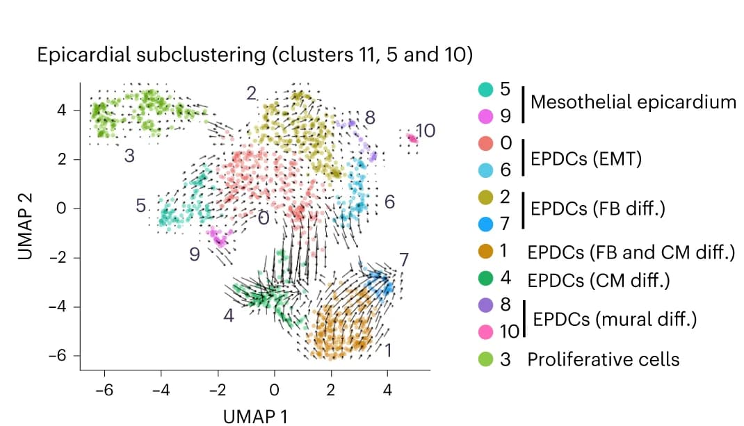 Open access visualization of Scatter Plot, UMAP, Subclustering, Epicardial Clusters, RNA Velocity