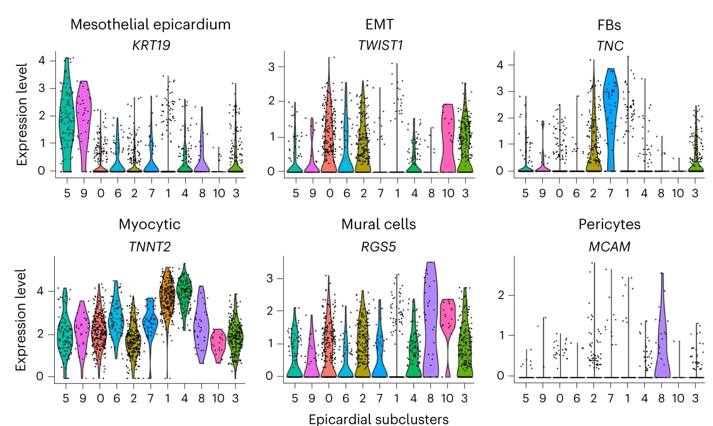 Open access visualization of Violin Plot, Scatter Plot, Violin Plots, Expression Levels, Mesothelial Epicardium