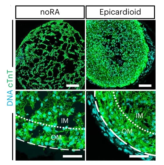Open access visualization of Microscopy, Immunostaining, Spheroids, Epicardioids, Myocardium
