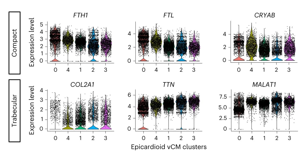 Open access visualization of Violin Plot, Expression Levels, scRNA-seq, vCM Clusters, Epicardioids