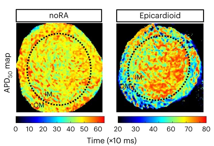 Open access visualization of Heatmap, APD 50, Spheroids, Epicardioids