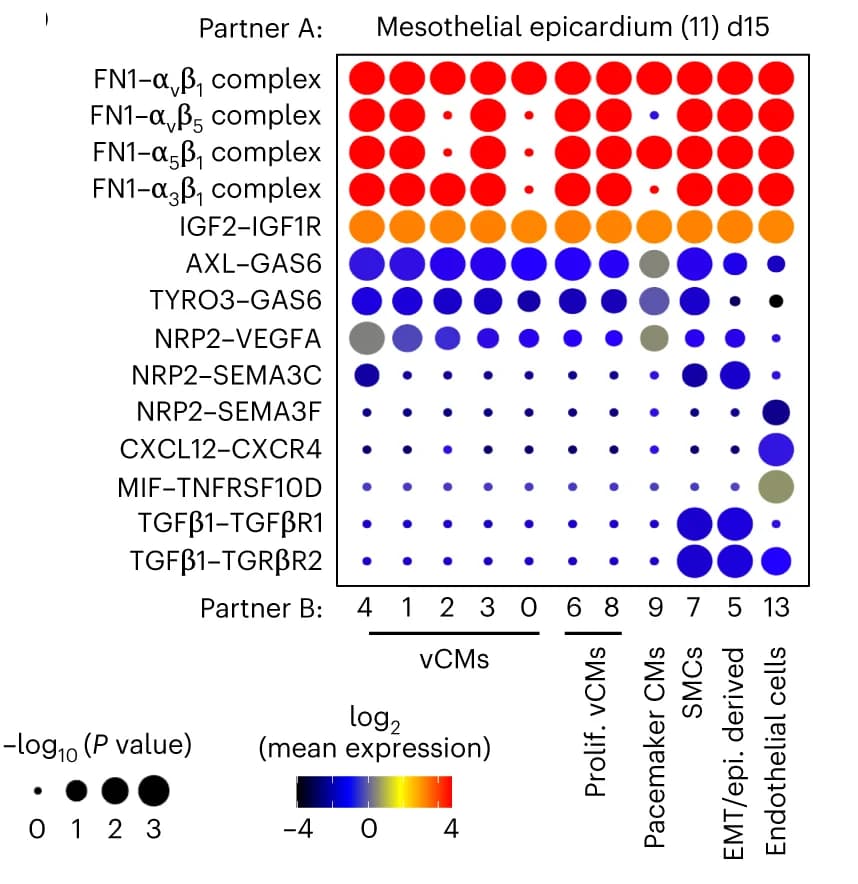Open access visualization of Bubble Plot, Heatmap, Cell-cell interactions, Mesothelial epicardium, Epicardioids
