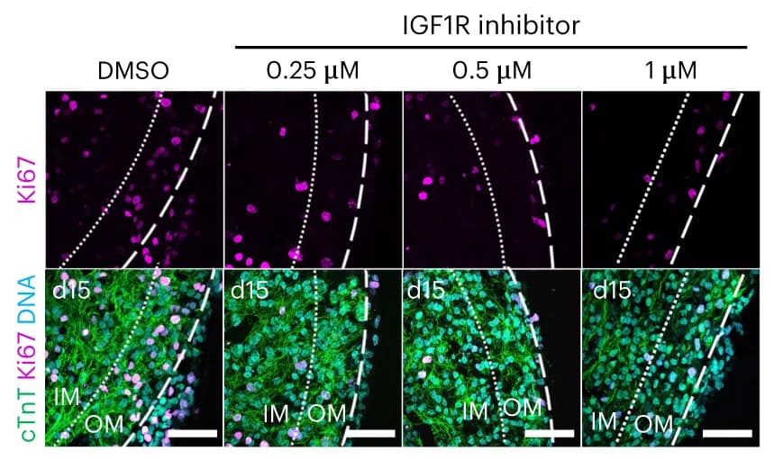 Open access visualization of Microscopy, Immunostaining, cTnT, Ki67, Epicardioids