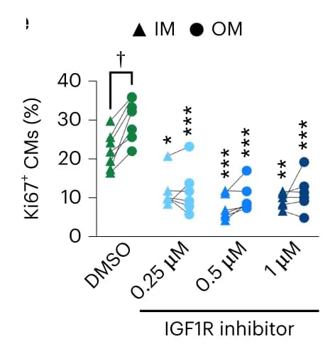 Open access visualization of Scatter Plot, Line Plot, Ki67, Cardiomyocytes, Epicardioids