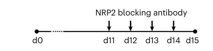 Open access visualization of Workflow, Flowchart, Epicardioids, DMSO, NRP2 blocking antibody