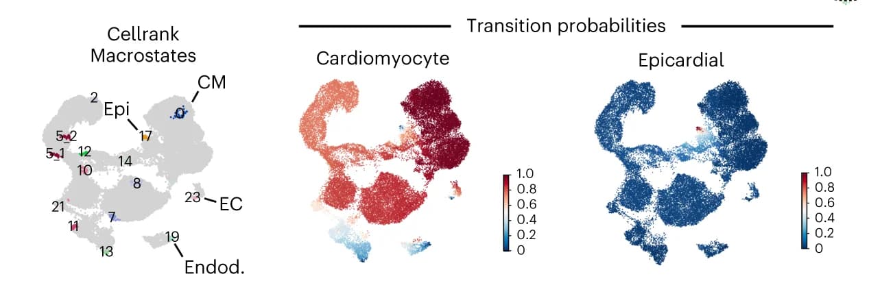 Open access visualization of Scatter Plot, UMAP, UMAP plot, CellRank, Macrostates