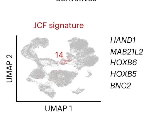 Open access visualization of UMAP, UMAP plot, Metacells, JCF markers