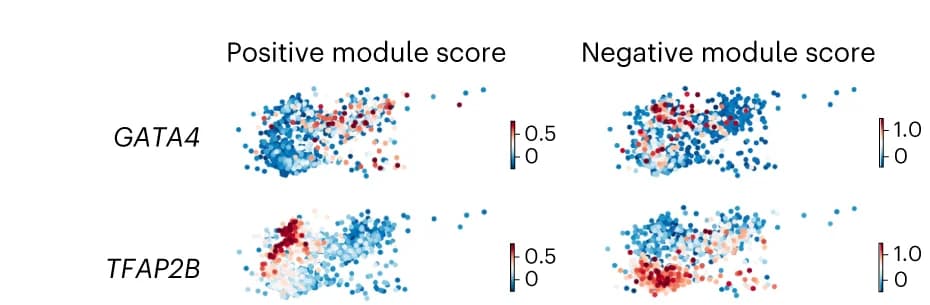 Open access visualization of Scatter Plot, Module scores, GATA4, TFAP2B, JCF cluster