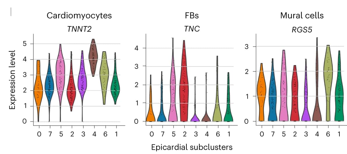 Open access visualization of Violin Plot, Violin Plots, Expression Levels, Cardiomyocytes, Fibroblasts