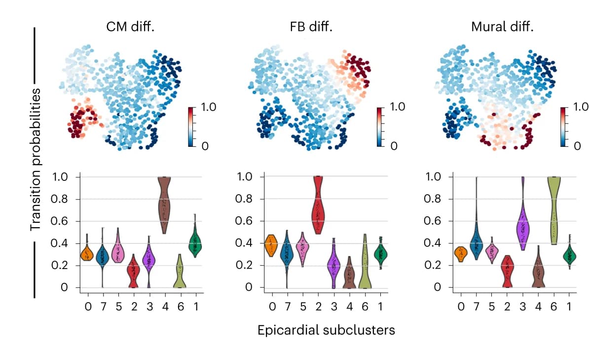 Open access visualization of Scatter Plot, Violin Plot, UMAP Plots, Violin Plots, Transition Probabilities