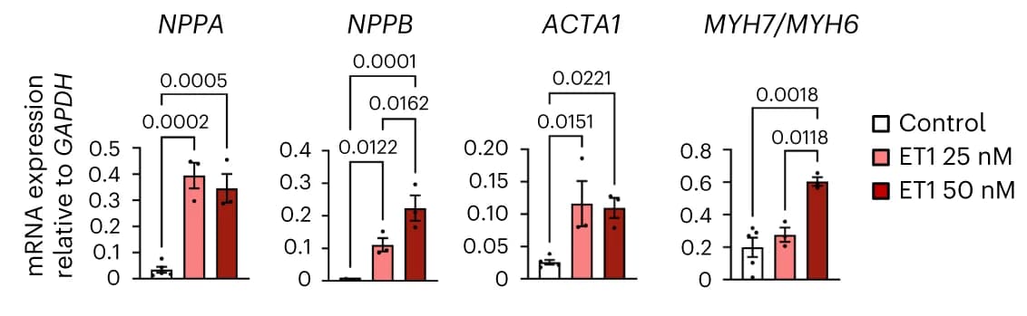 Open access visualization of Bar Plot, Error Bars, Hypertrophy Markers, ET1-treated epicardioids, Controls