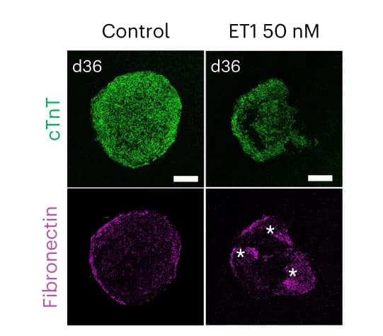 Open access visualization of Microscopy, cTnT, FN1, Epicardioids, Immunostaining