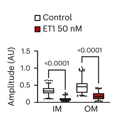 Open access visualization of Box Plot, Scatter Plot, Calcium Transient Amplitude, Epicardioids, Kruskal-Wallis test