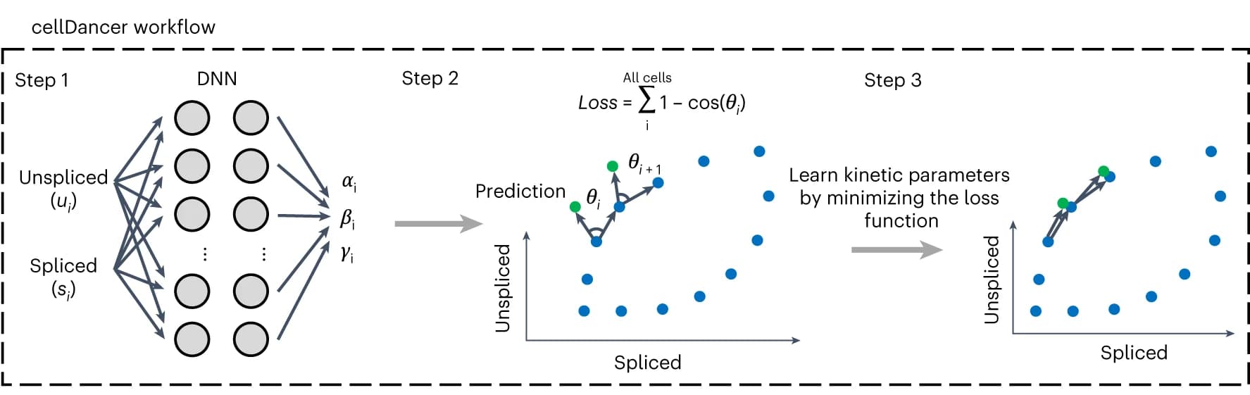 Open access visualization of Workflow, Scatter Plot, Illustration, cellDancer, DNN