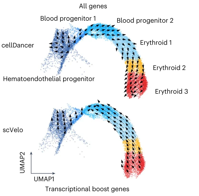 Open access visualization of UMAP, Scatter Plot, cellDancer, Erythroid Differentiation, scVelo Dynamic Model