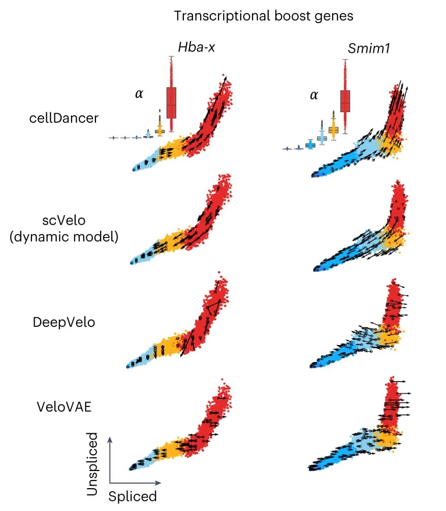 Open access visualization of Scatter Plot, Box Plot, cellDancer, scVelo Dynamic Model, DeepVelo