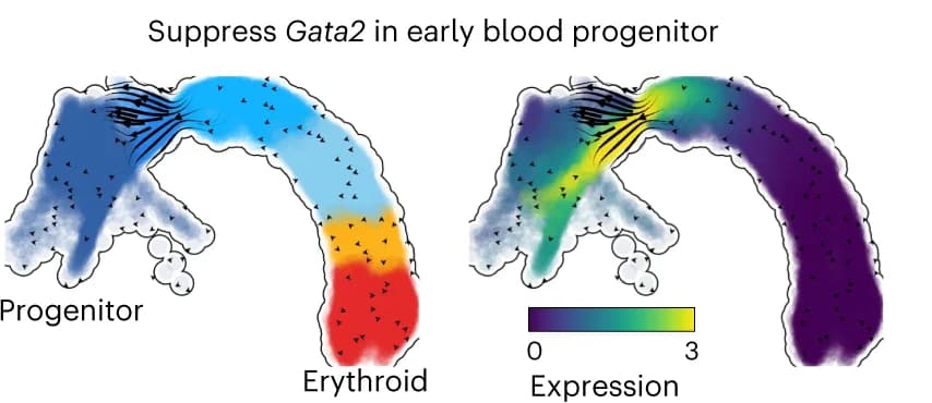 Open access visualization of Illustration, In Silico Perturbation Analysis, Dynamo, Gata2, Hematopoiesis