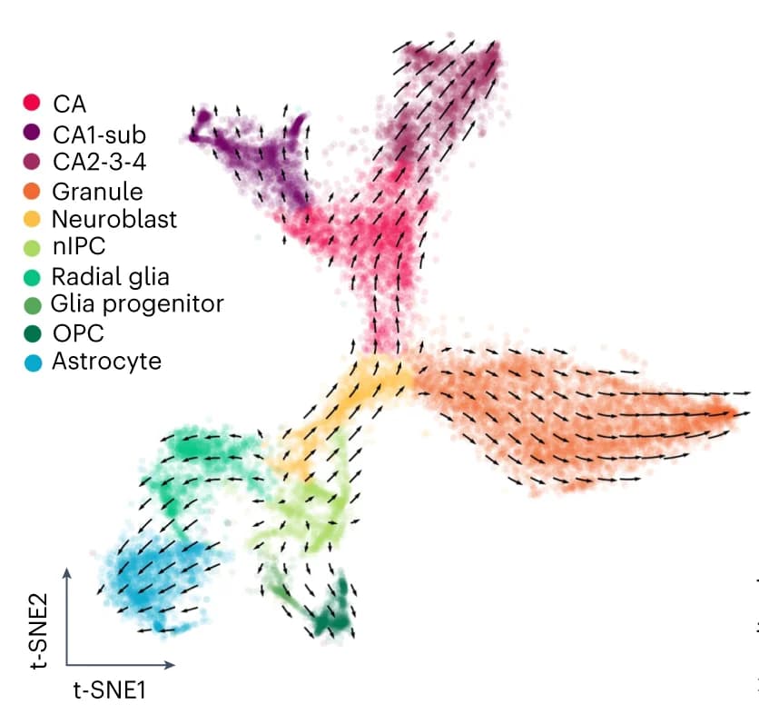 Open access visualization of Scatter Plot, UMAP, Cell Velocities, Mouse Hippocampus, t-SNE Embedding