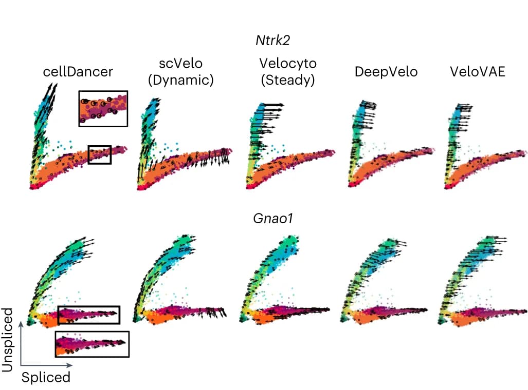 Open access visualization of Scatter Plot, Phase Portraits, Branching Genes, RNA Velocities, Cell Types