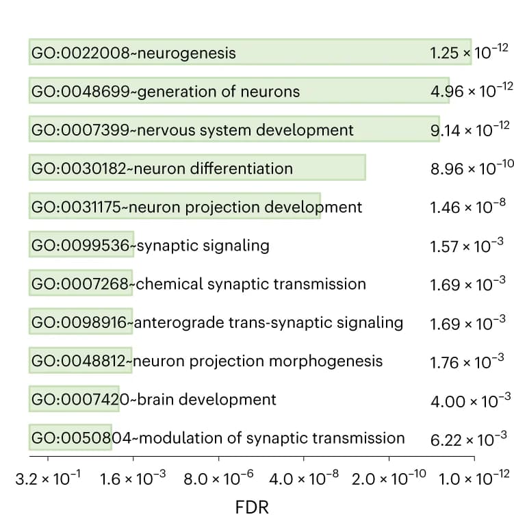 Open access visualization of Bar Plot, GO Pathway Enrichment, Fisher's Exact Test, Brain Development, Nervous System Development