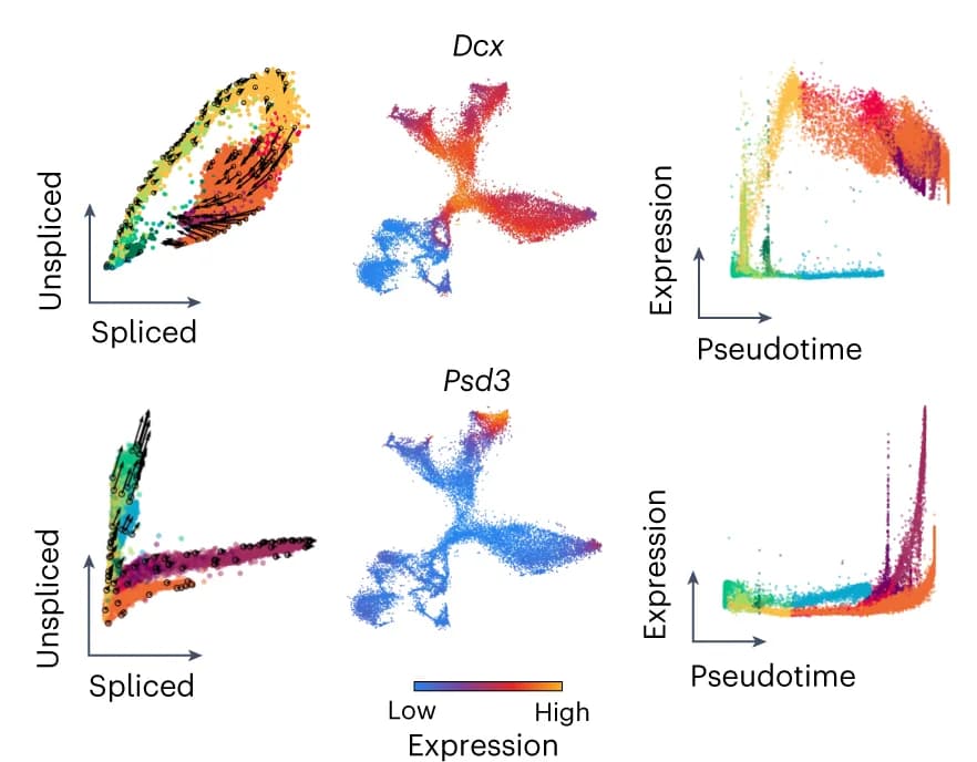 Open access visualization of Scatter Plot, Umap, Phase Portraits, t-SNE Embedding, Expression Pseudotime Profiles