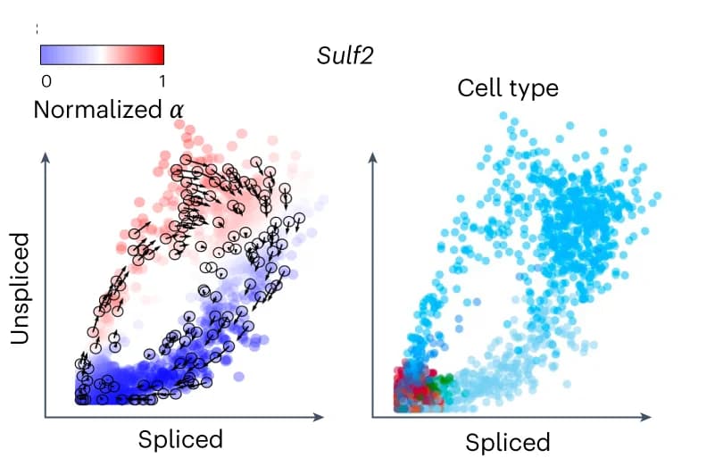 Open access visualization of Scatter Plot, Phase Portraits, Sulf2 Gene, Alpha Rate, cellDancer