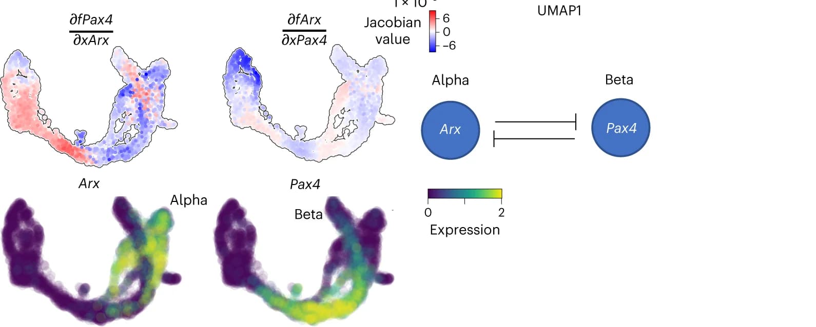 Open access visualization of Scatter Plot, UMAP, Network, Jacobian Analysis, Gene Expression