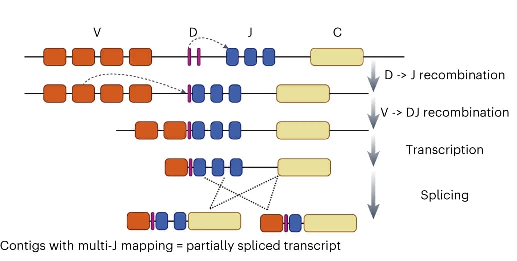 Open access visualization of Workflow, V(D)J rearrangement, Multi-J mapping, Schematic illustration