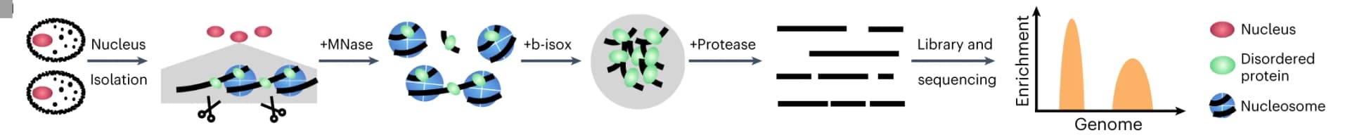 Open access visualization of Workflow, Illustration, DisP-seq, MNase digestion, Nuclear extracts