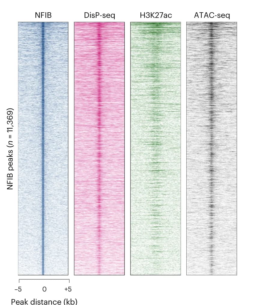 Open access visualization of Heatmap, NFIB ChIP-seq, DisP-seq, SKNMC Cells, TF ChIP-seq