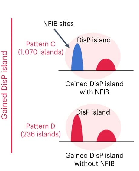 Open access visualization of Illustration, DisP Islands, EWS-FLI1 Depletion, NFIB Peaks, Schematic