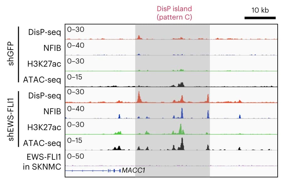 Open access visualization of Line Plot, Density Plot, DisP Islands, NFIB