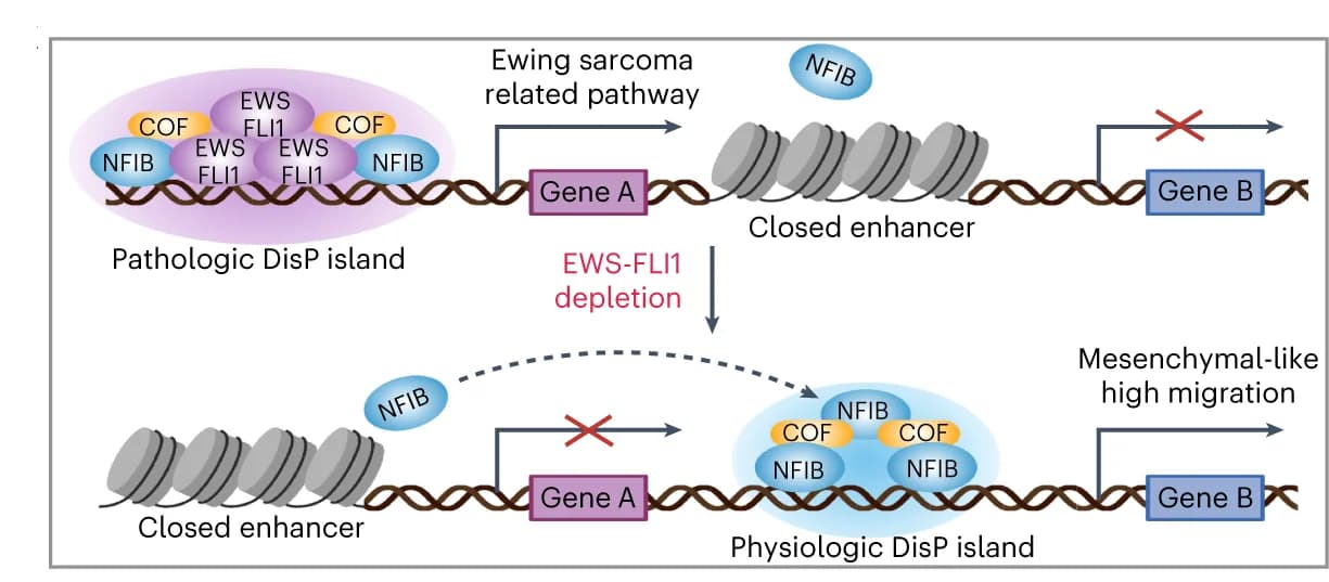 Open access visualization of Workflow, Illustration, DisP Islands, EWS-FLI1 Depletion, NFIB
