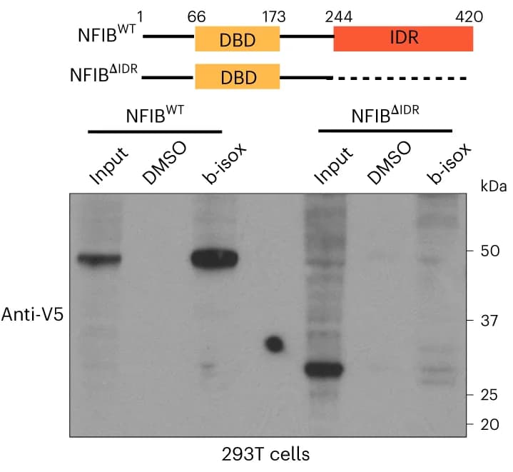 Open access visualization of Gel, Illustration, NFIB WT, NFIB IDR, Western Blot