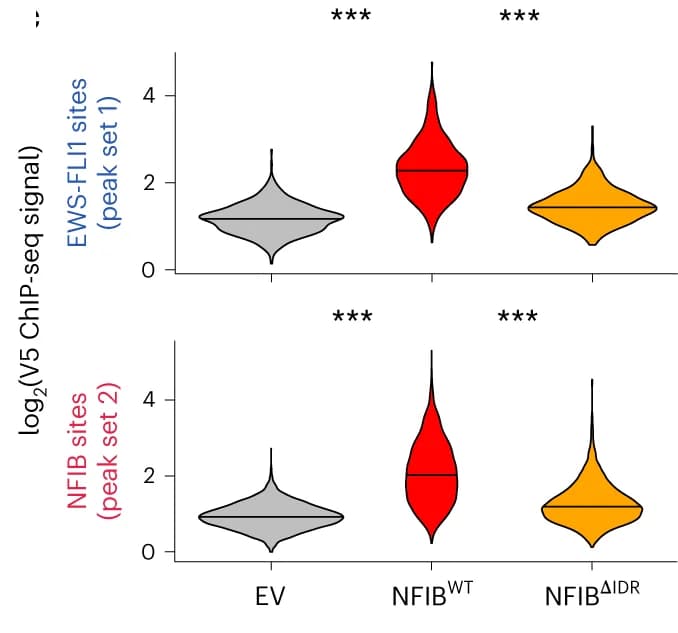 Open access visualization of Violin Plot, Violin Plots, V5 ChIP-seq, NFIB, DisP-seq