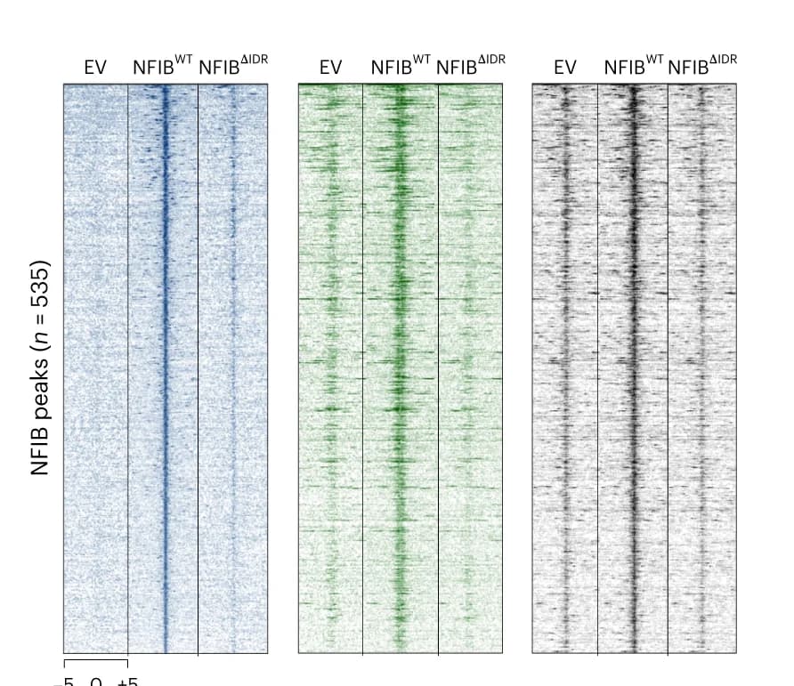 Open access visualization of Heatmap, Heatmaps, Composite Plots, V5 ChIP-seq, H3K27ac ChIP-seq