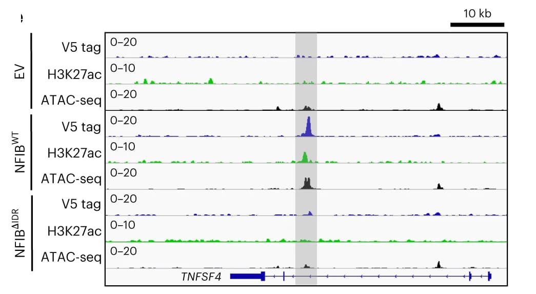 Open access visualization of Line Plot, Density Plot, NFIB WT, NFIB IDR, TNFSF4 locus