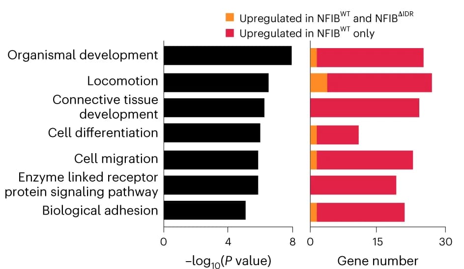 Open access visualization of Bar Plot, Stacked Bar Plot, GO Analysis, Upregulated Genes, NFIB