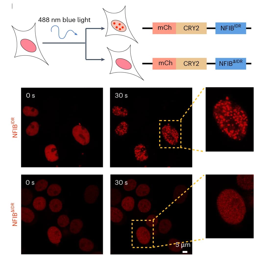 Open access visualization of Microscopy, Illustration, Workflow, OptoDroplet Assay, mCherry-CRY2